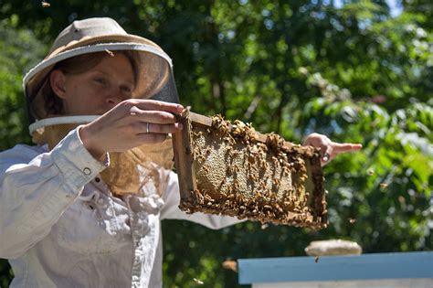 The honey witch vook: a magical journey into the world of bees and honey
